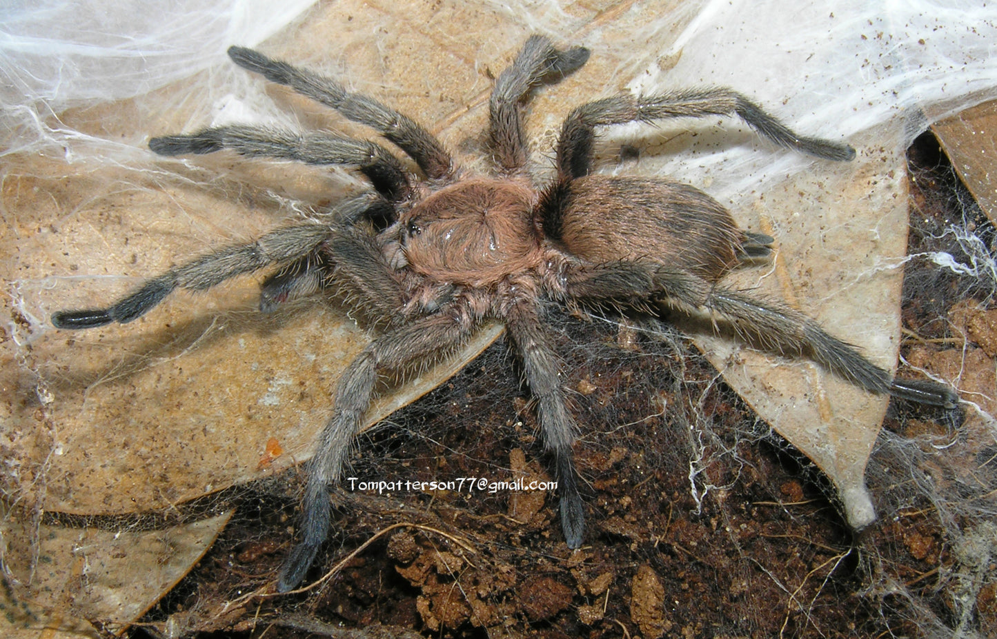 Dolichothele exilis 1/2”