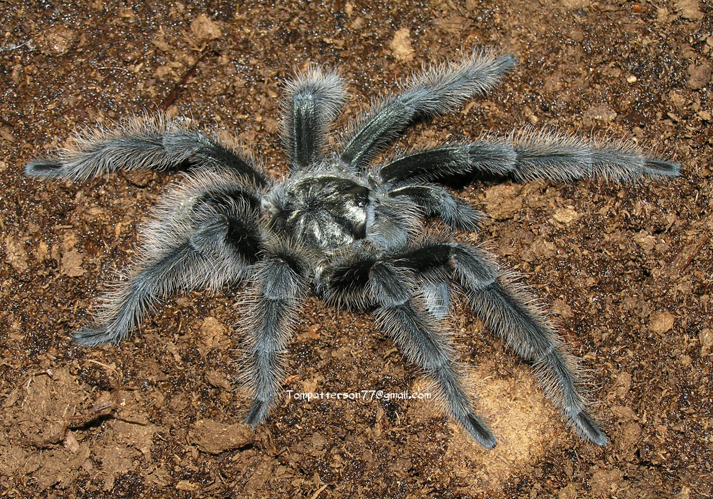 Grammostola grossa 1”