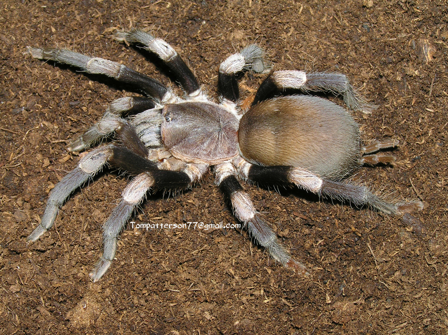 Haplocosmia himalayana 1/2”