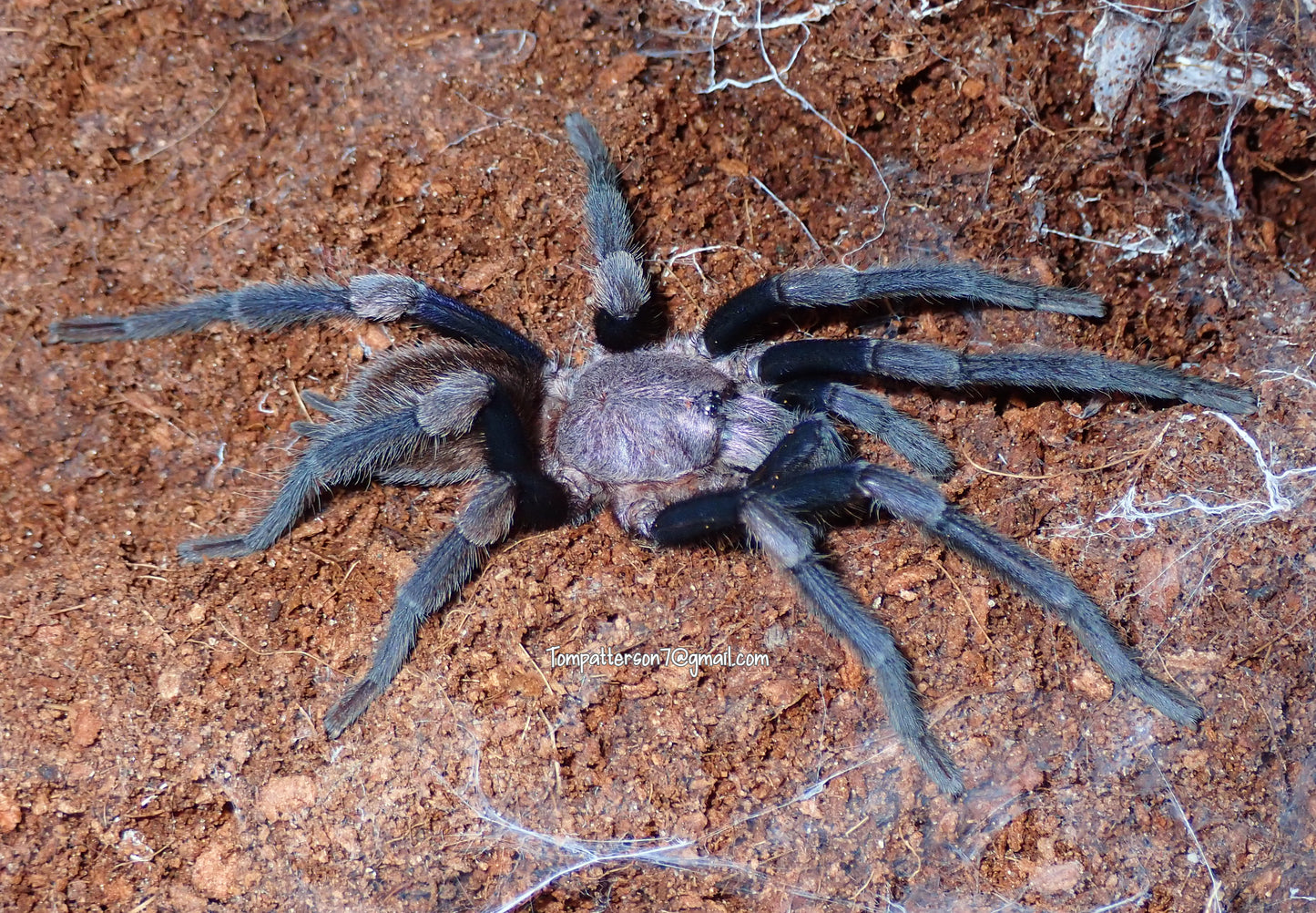 Haplocosmia himalayana 1/2”