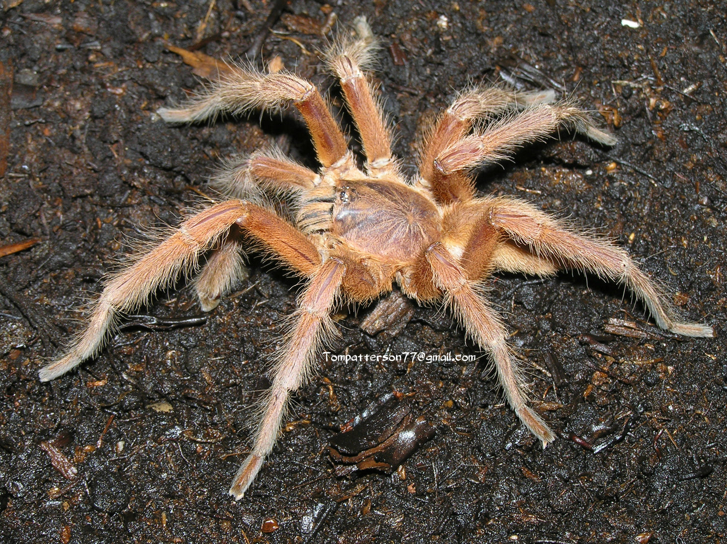 Selenobrachys philippinus 1/2”