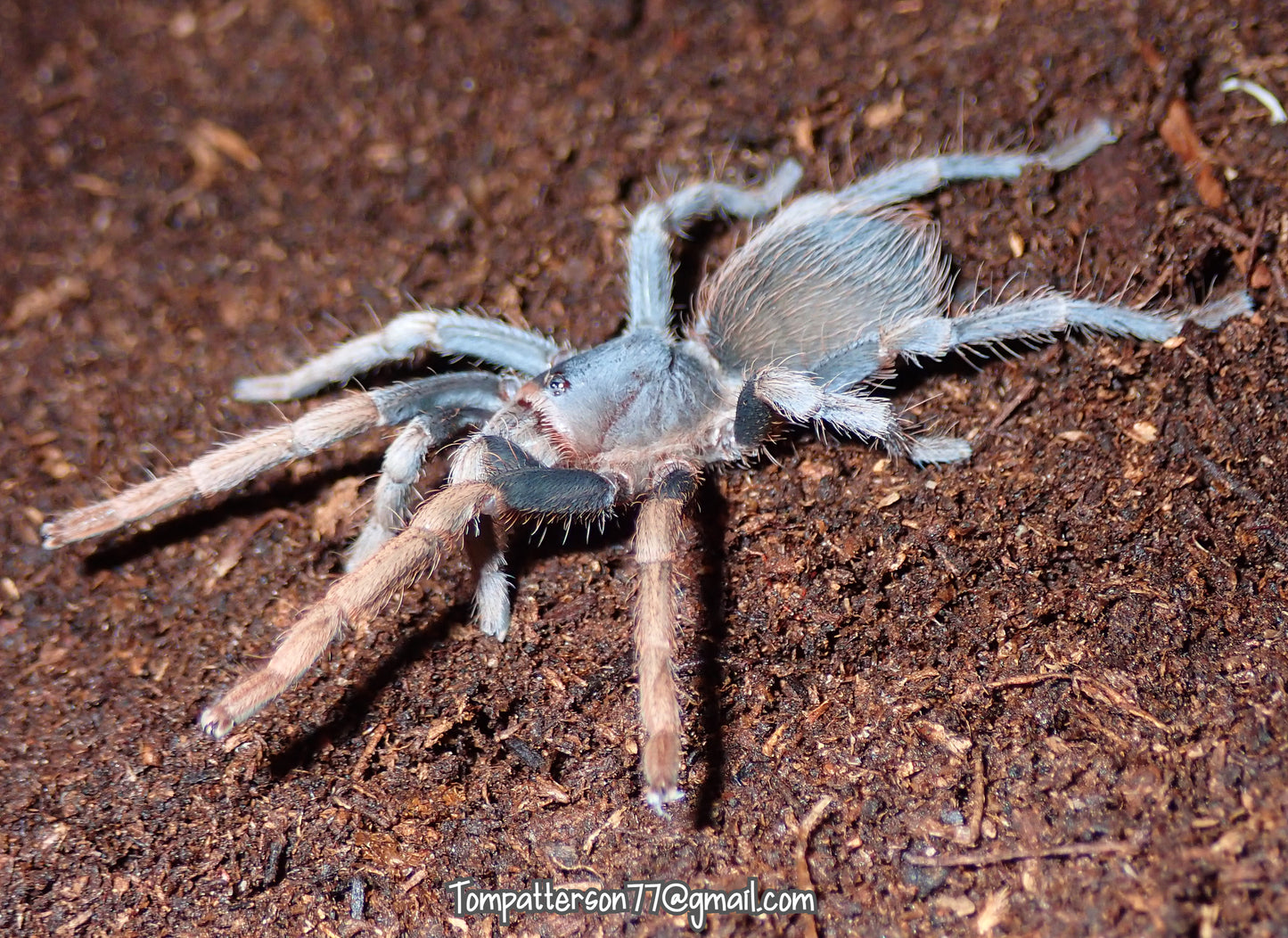 Cyrtopholis sp. “Dominican Republic horn” 1/4”