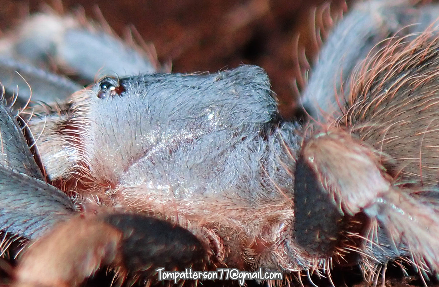 Cyrtopholis sp. “Dominican Republic horn” 1/4”