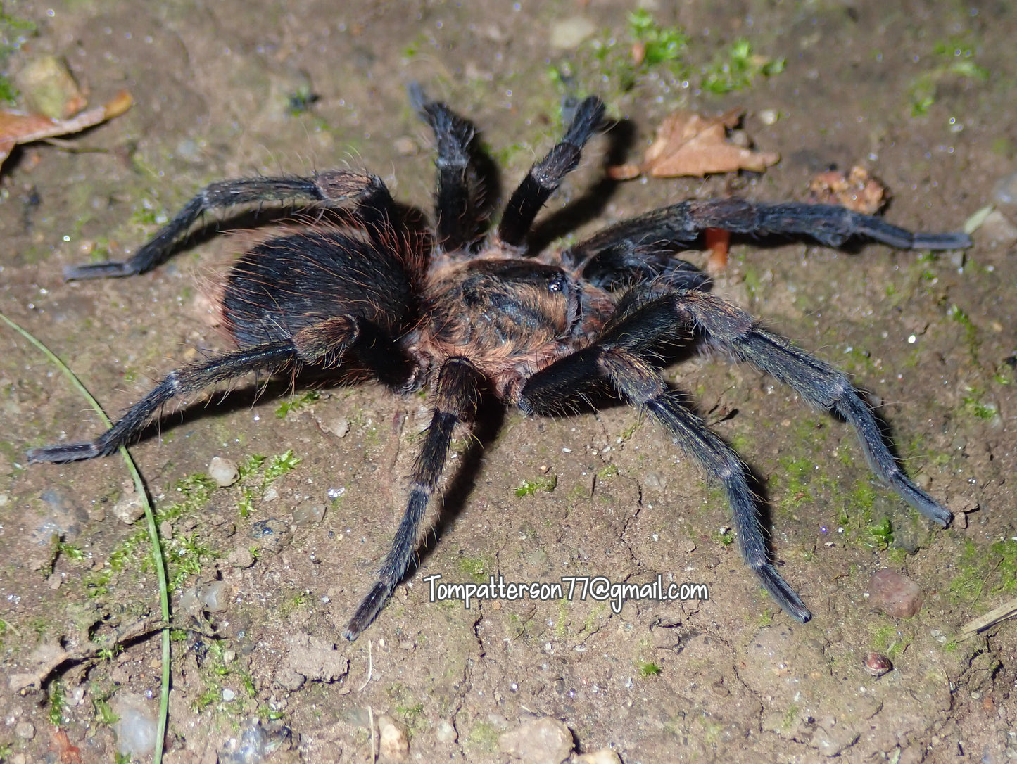 Cyrtopholis sp. “Dominican Republic horn” 1/4”