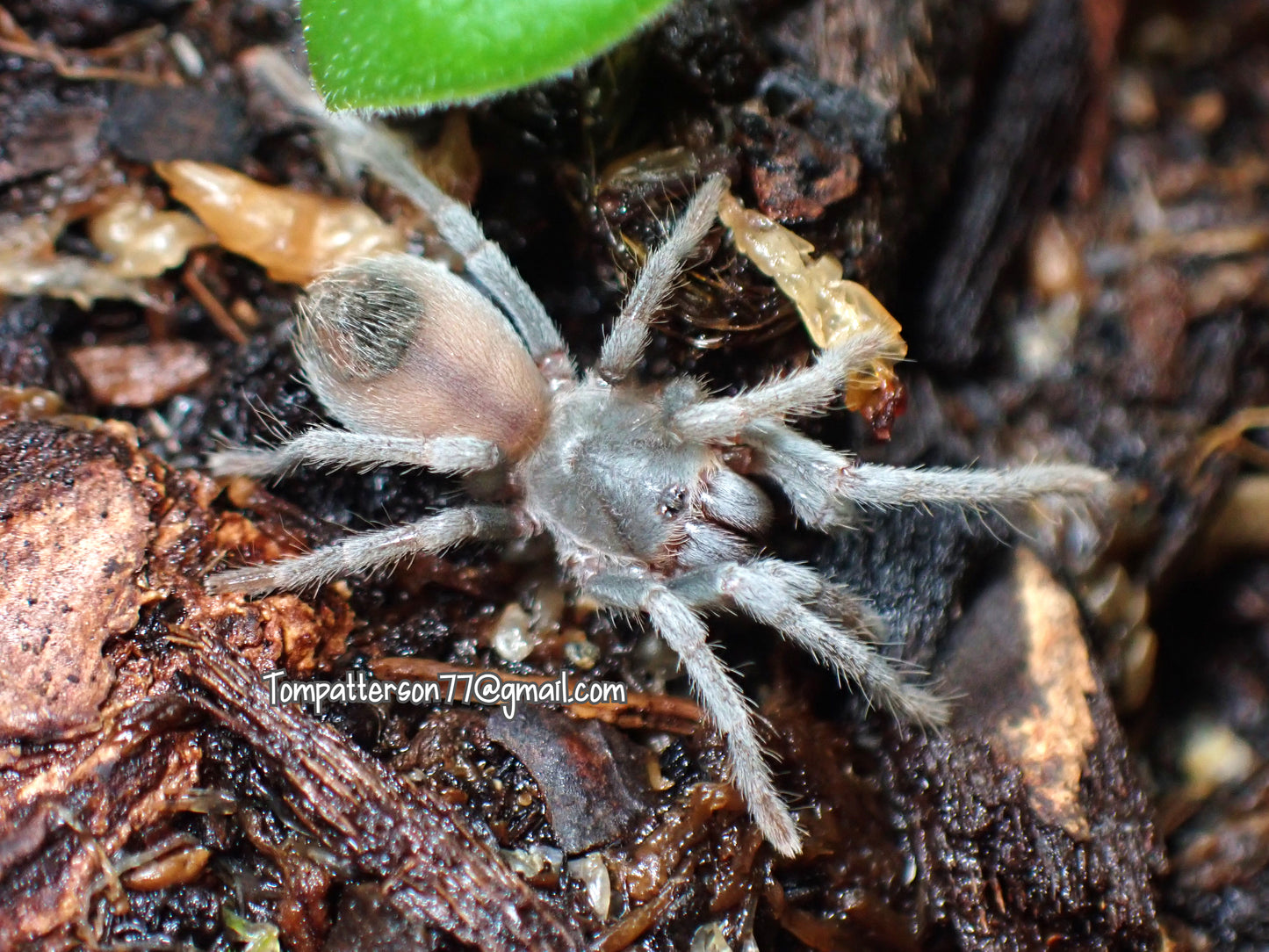 Cyrtopholis sp.“Azua” 1/2”
