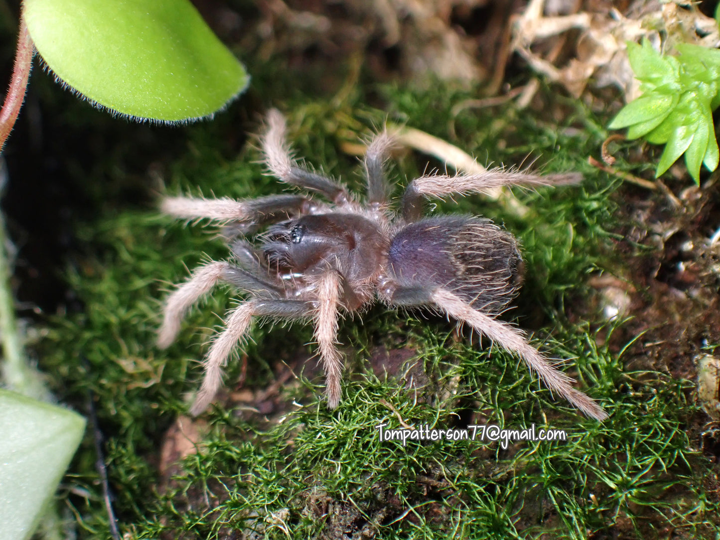 Trichopelma sp. “Orellana” 1/2”
