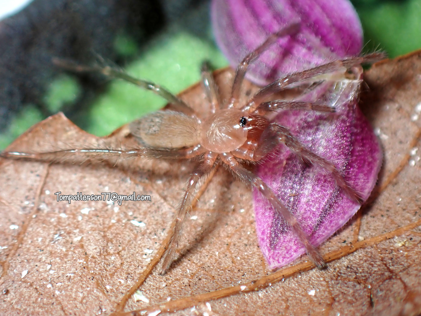Thrixopelma sp. 'Loque' 1/4”