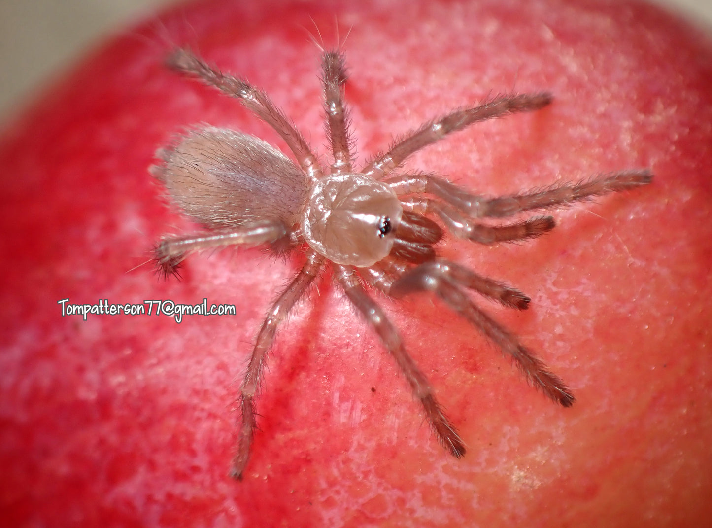 Theraphosinae sp. “grape” 1/2”