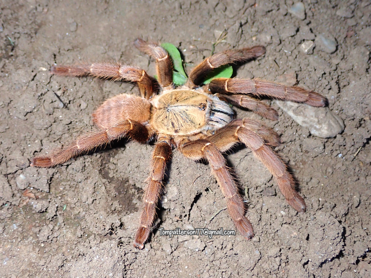 Melopoeus schmidti “Phong Nha-Ke Bang” 4” female