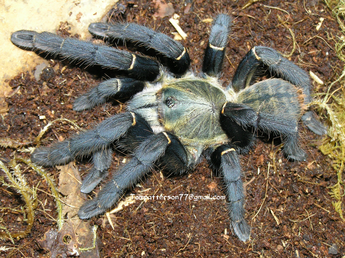 Melopoeus hainanus 5” (female)