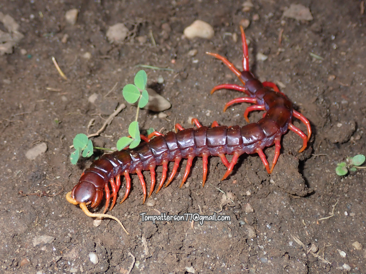 Scolopendra sp. “Sumatra purple” 6”