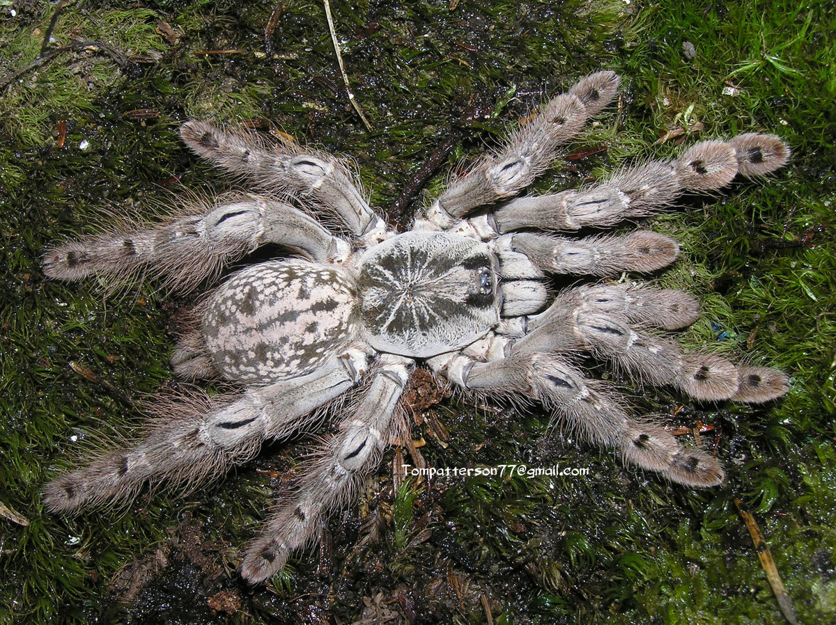 Heteroscodra maculata group of 5
