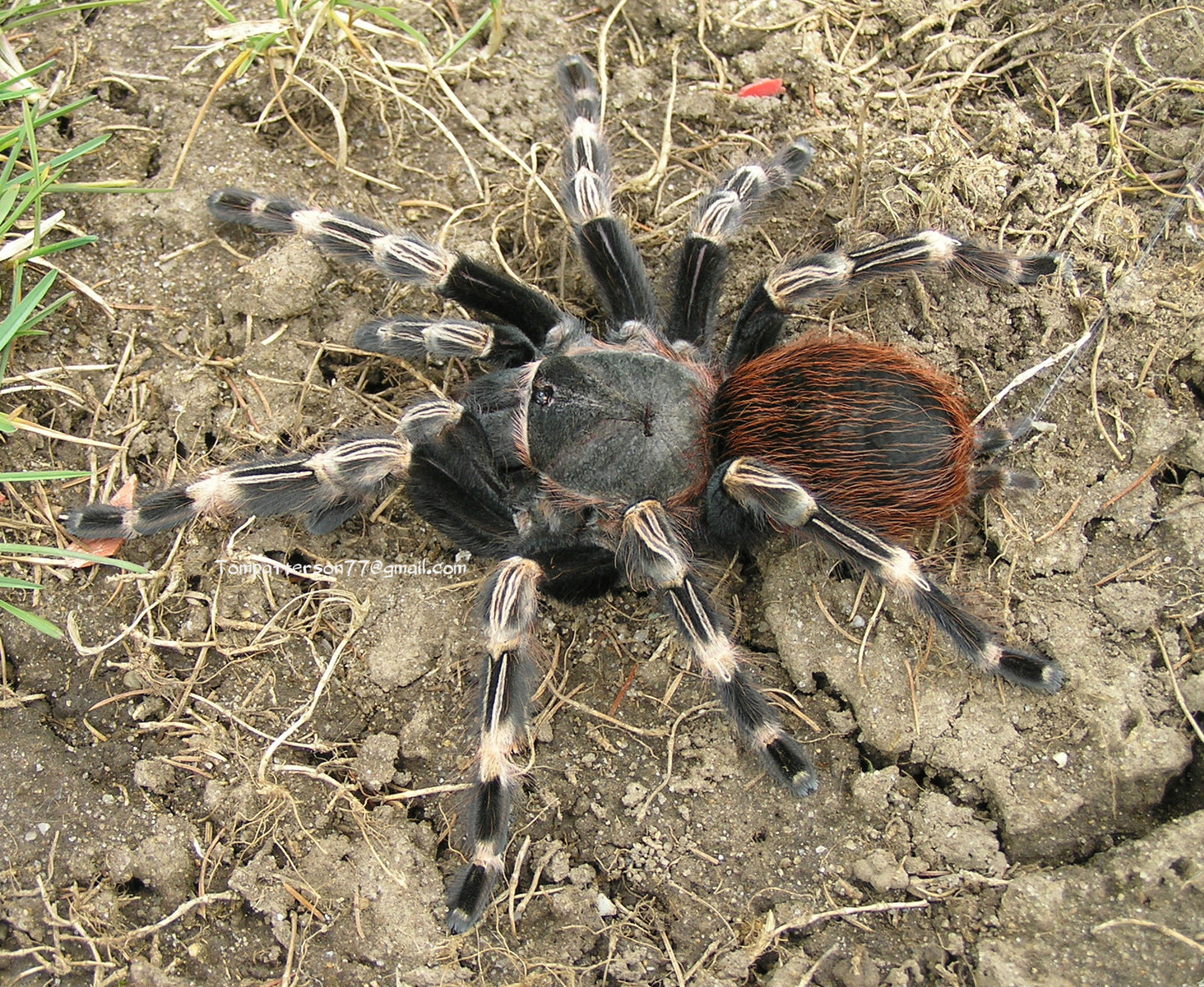 Vitalius chromatus 1/2”