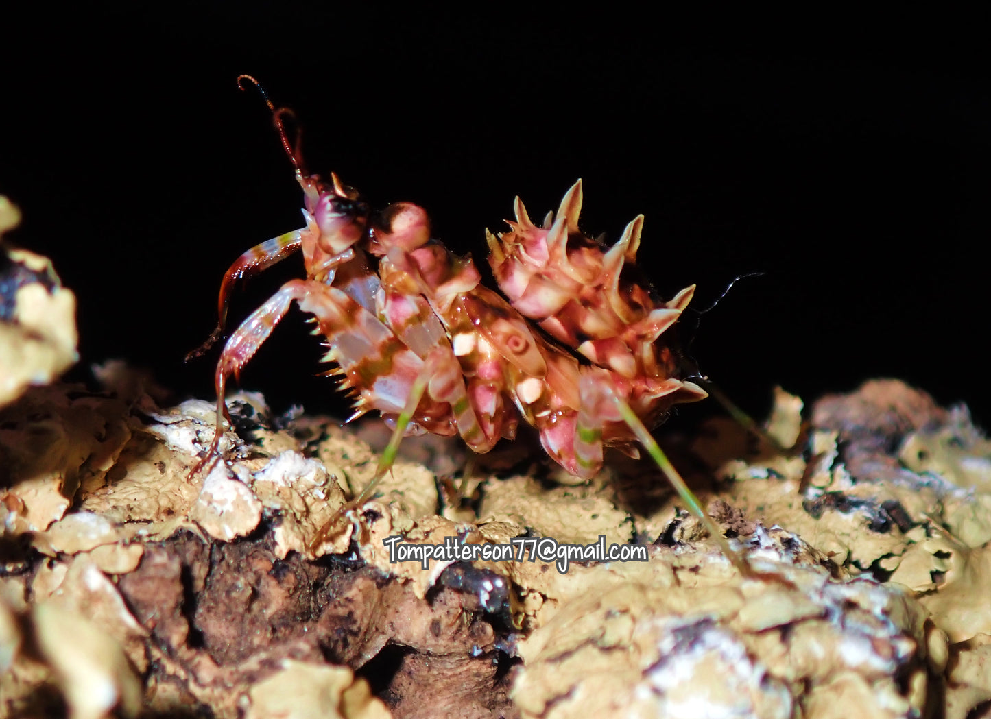 Pseudocreobotra wahlbergi “Spiny flower mantis” 2nd - 3rd instar