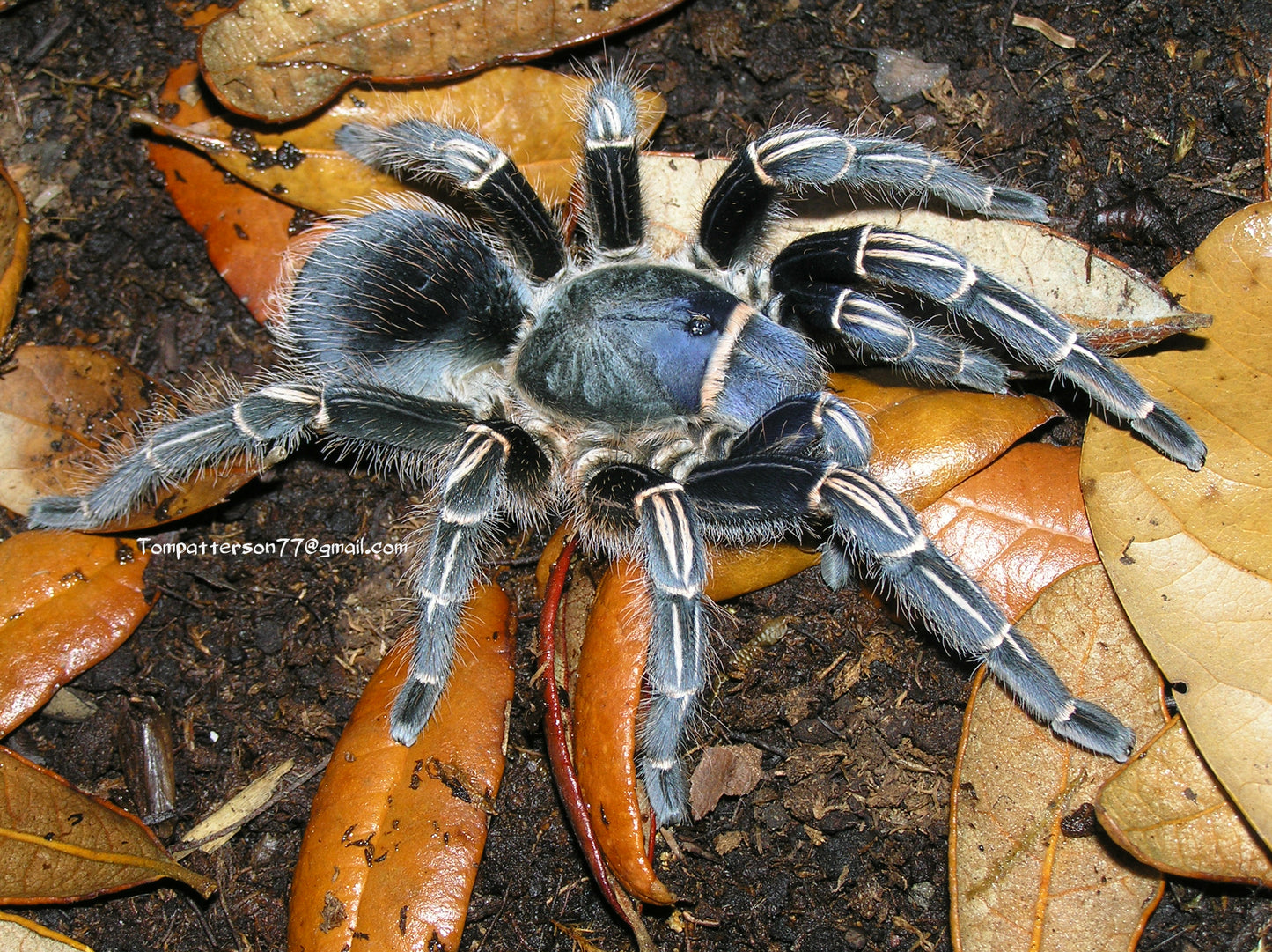 Aphonopelma seemanni 4”-5” female