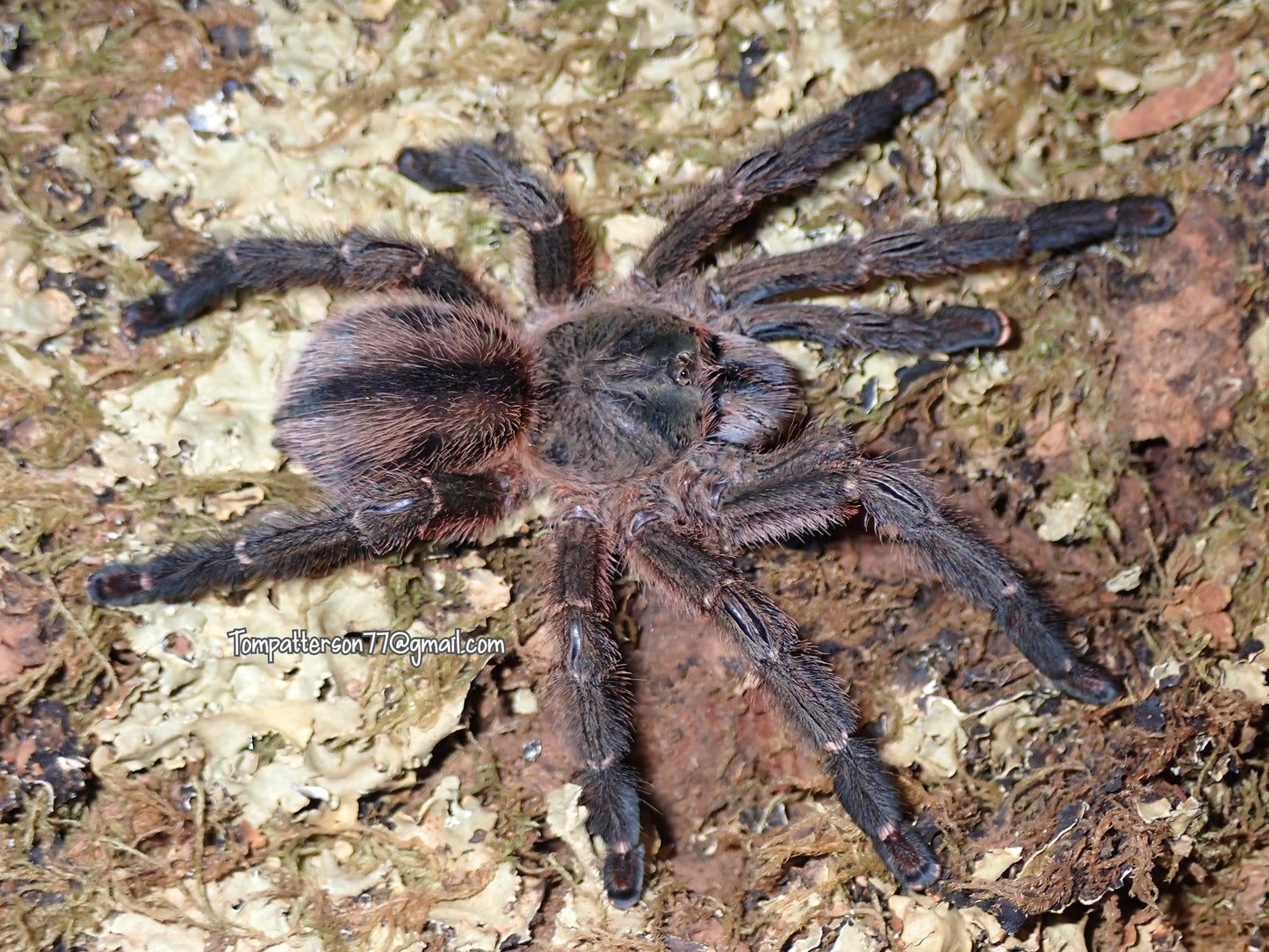 Iridopelma zorodes 3/4”