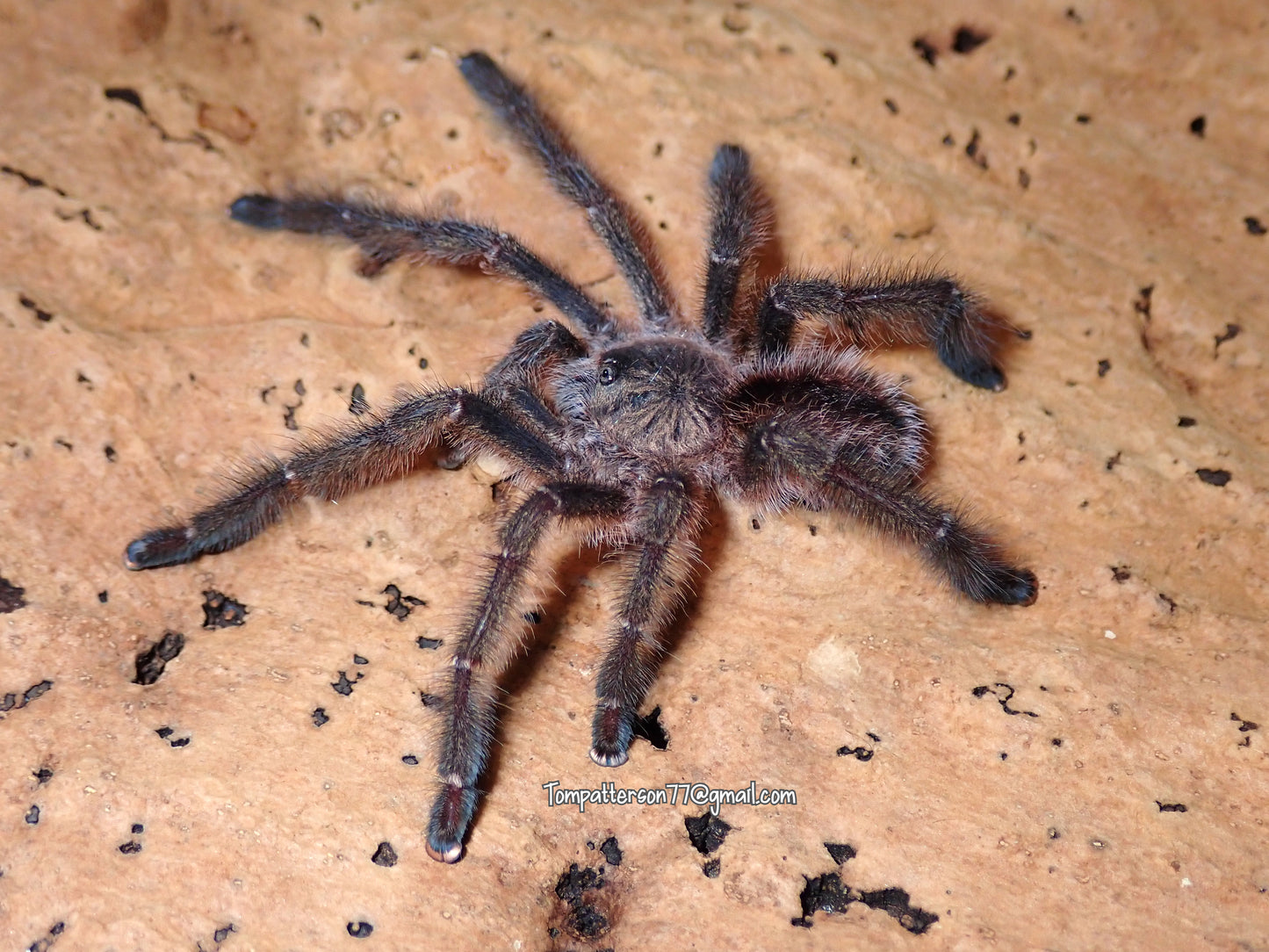 Iridopelma zorodes 3/4”