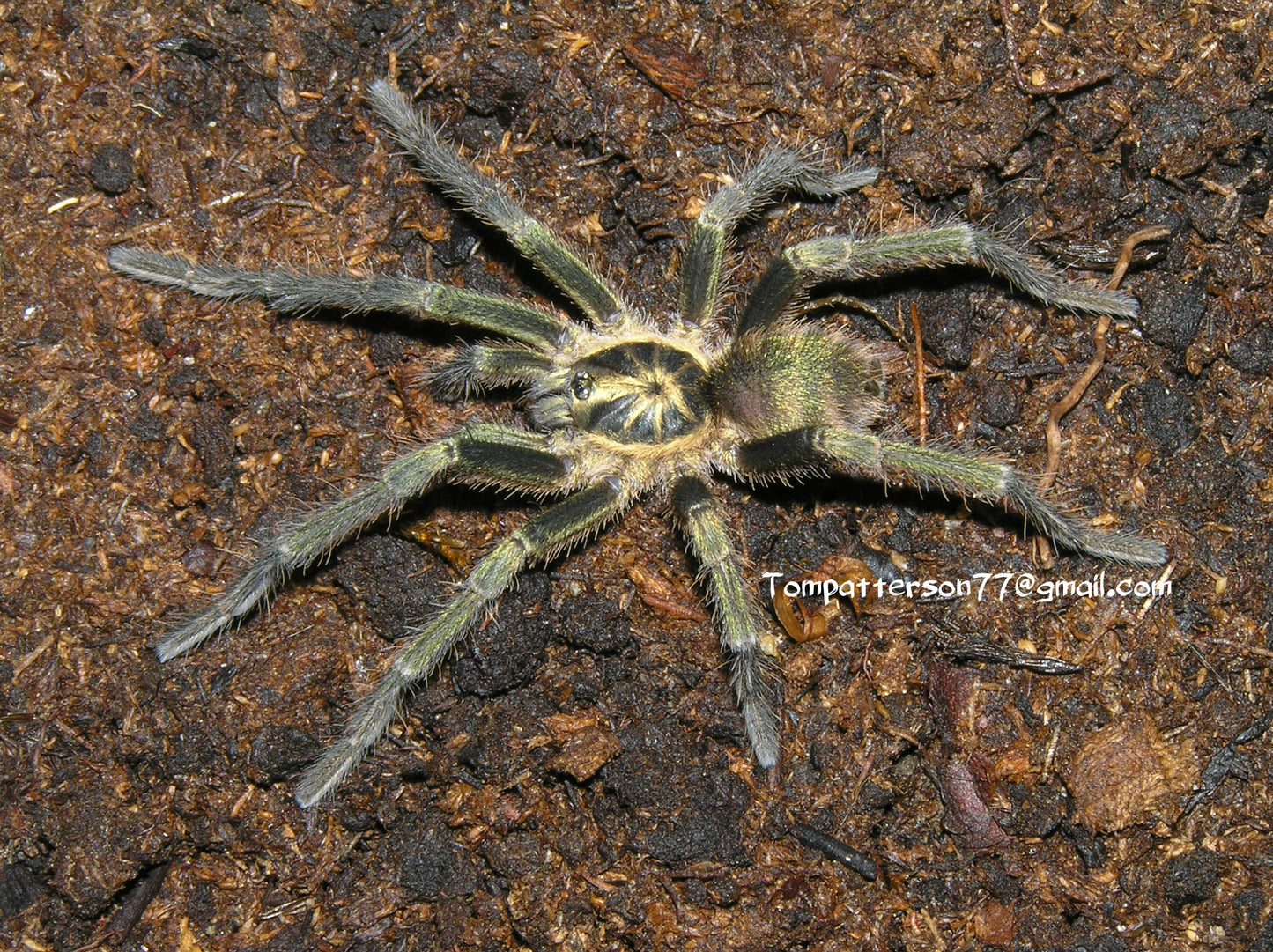 Neoholothele fasciaaurinigra 1/2”