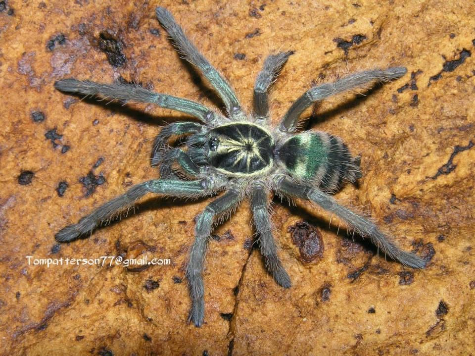 Neoholothele fasciaaurinigra 1/2”