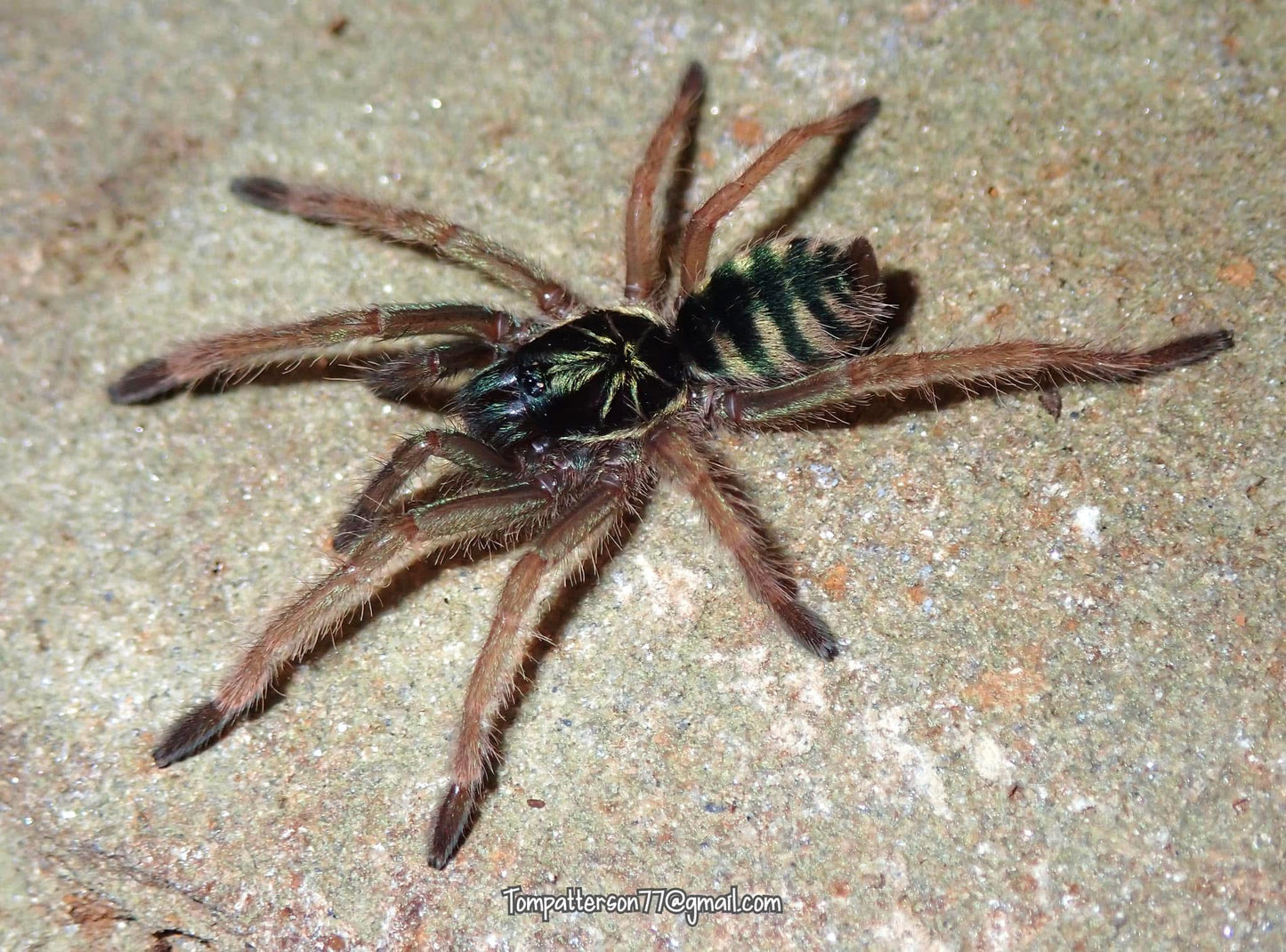 Neoholothele fasciaaurinigra 1/2”