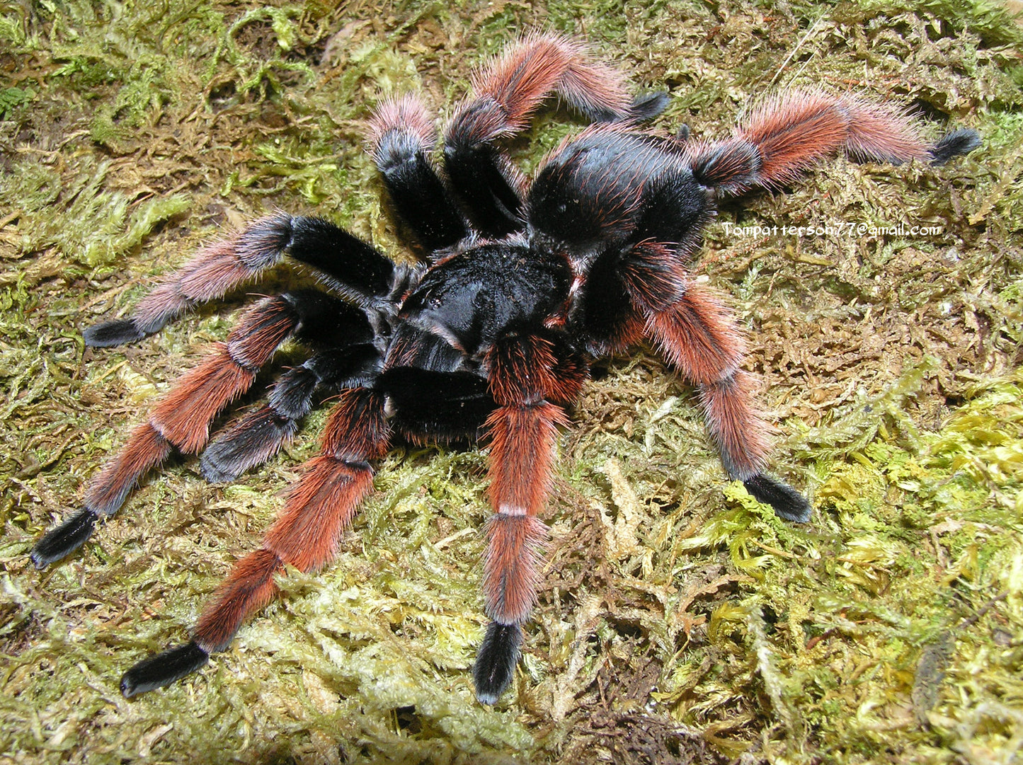 Brachypelma klaasi 1/2”