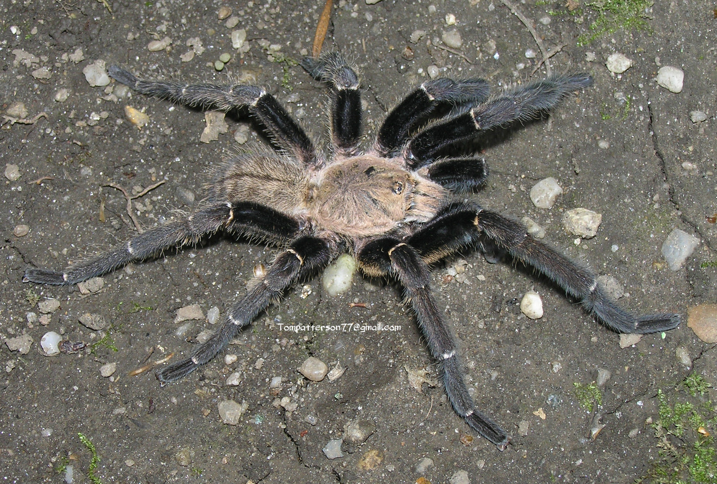Cyriopagopus sp. Bach Ma 1.5”