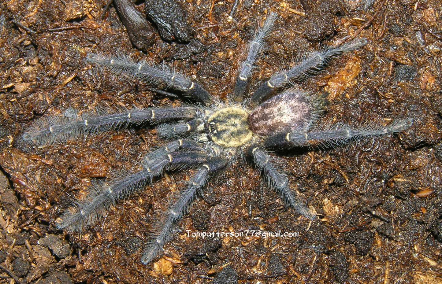 Heterothele gabonensis 1/4”