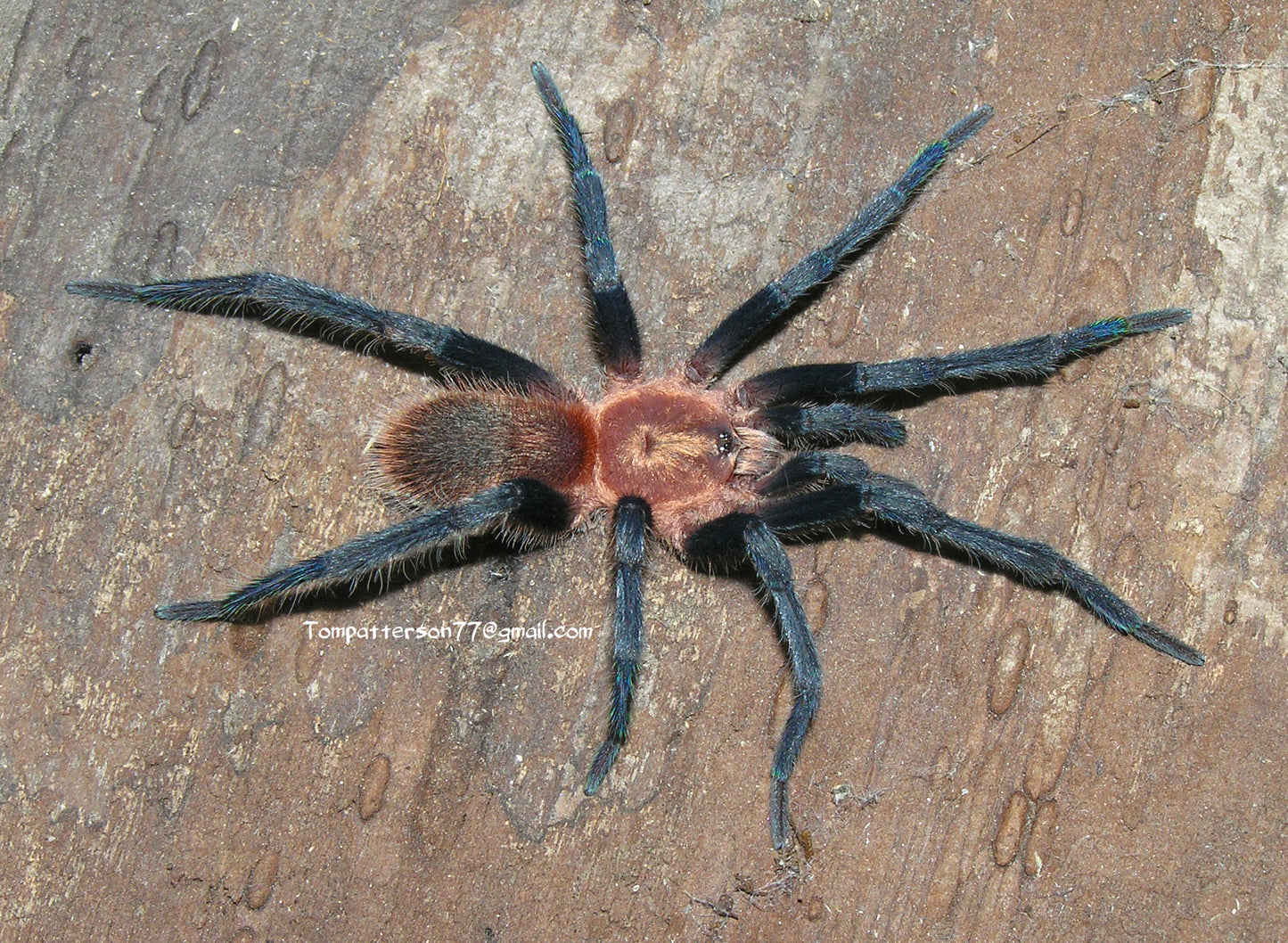 Holothele longipes 3/4”