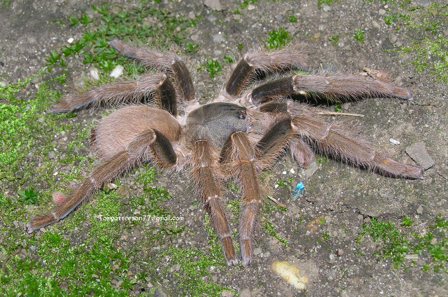 Hysterocrates laticeps 3/4”