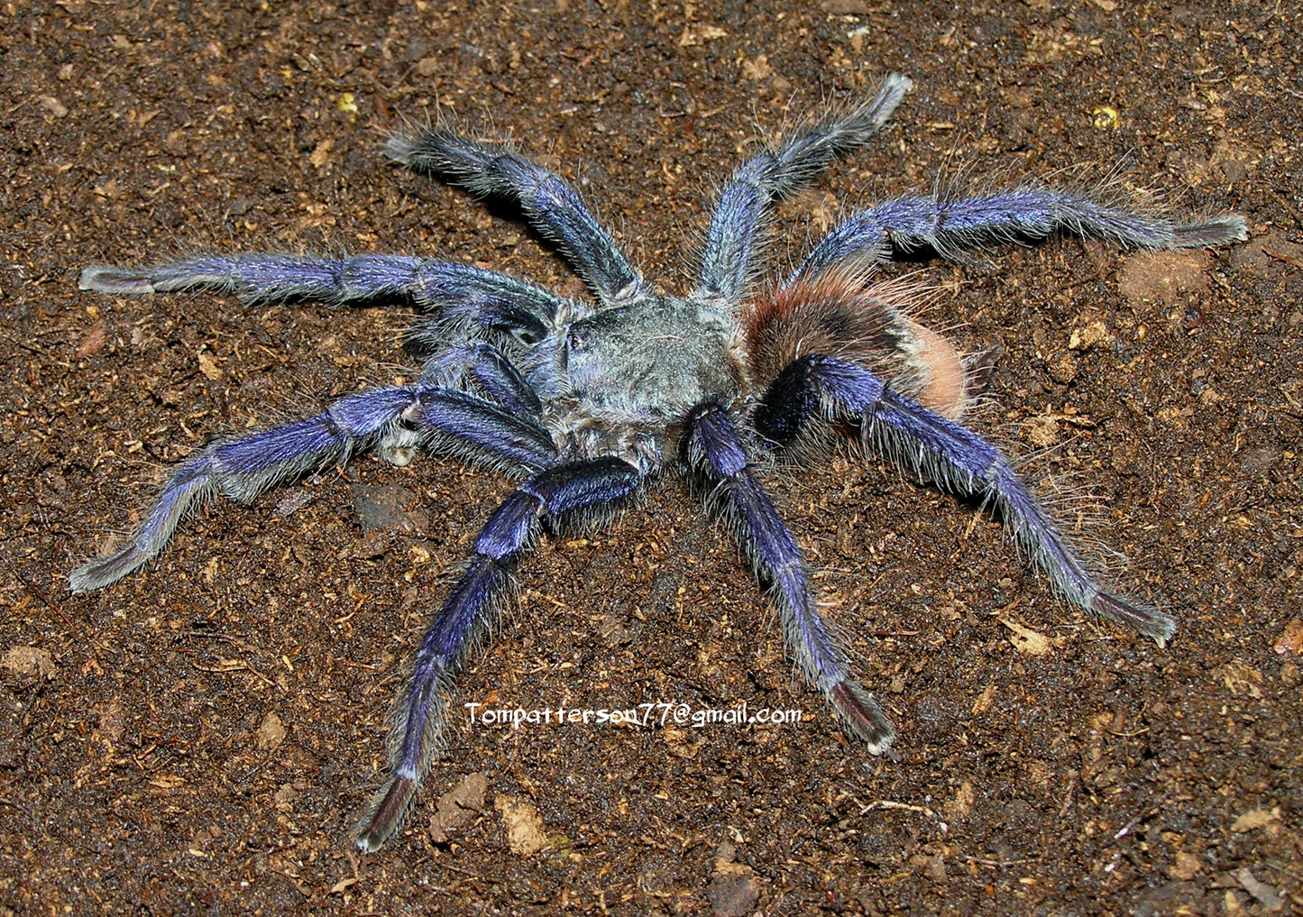Lasiocyano sazimai 1/4”+