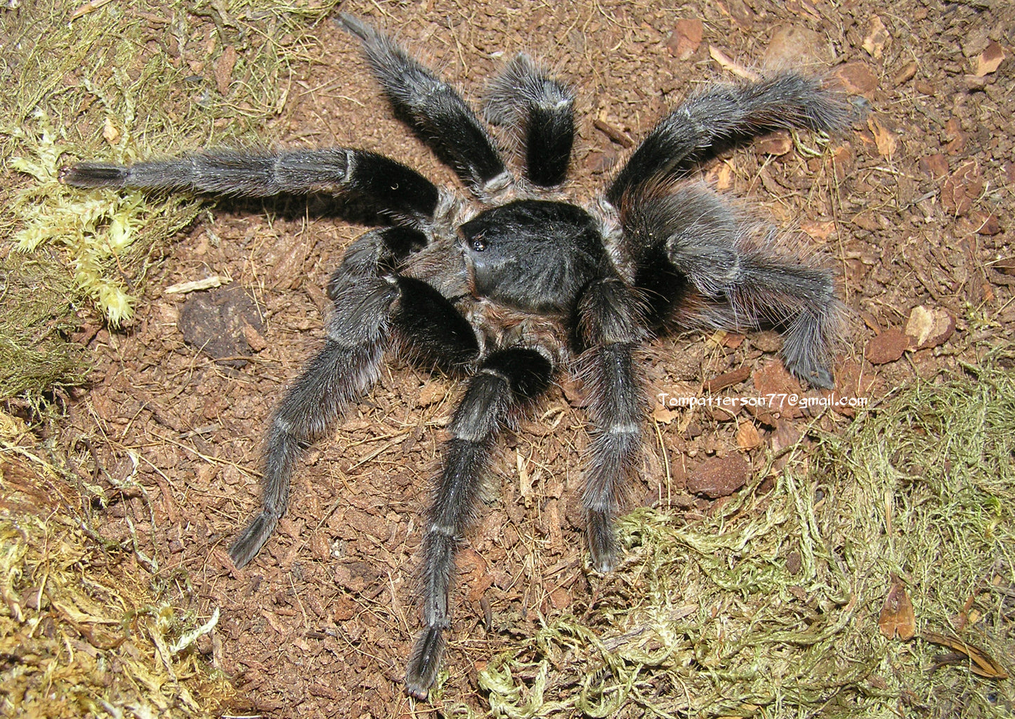 Nhandu carapoensis 2”