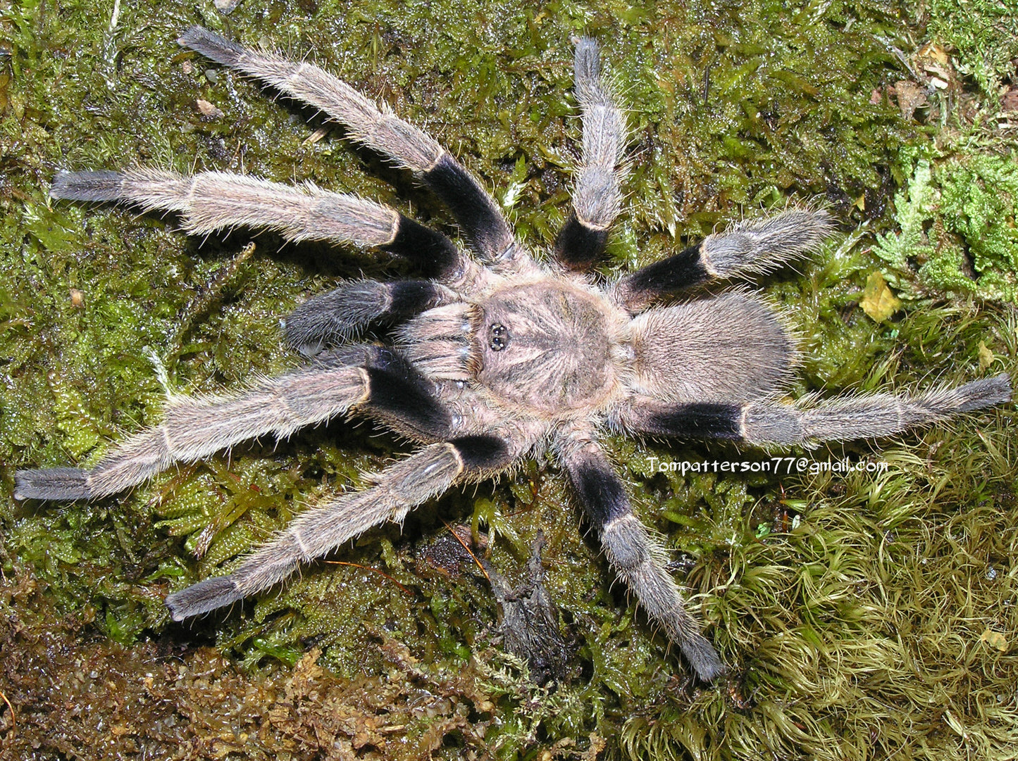 Ornithoctonus aureotibialis 3/4”