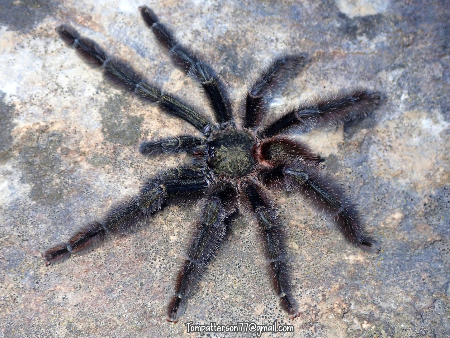 Psalmopoeus victori 3/4”