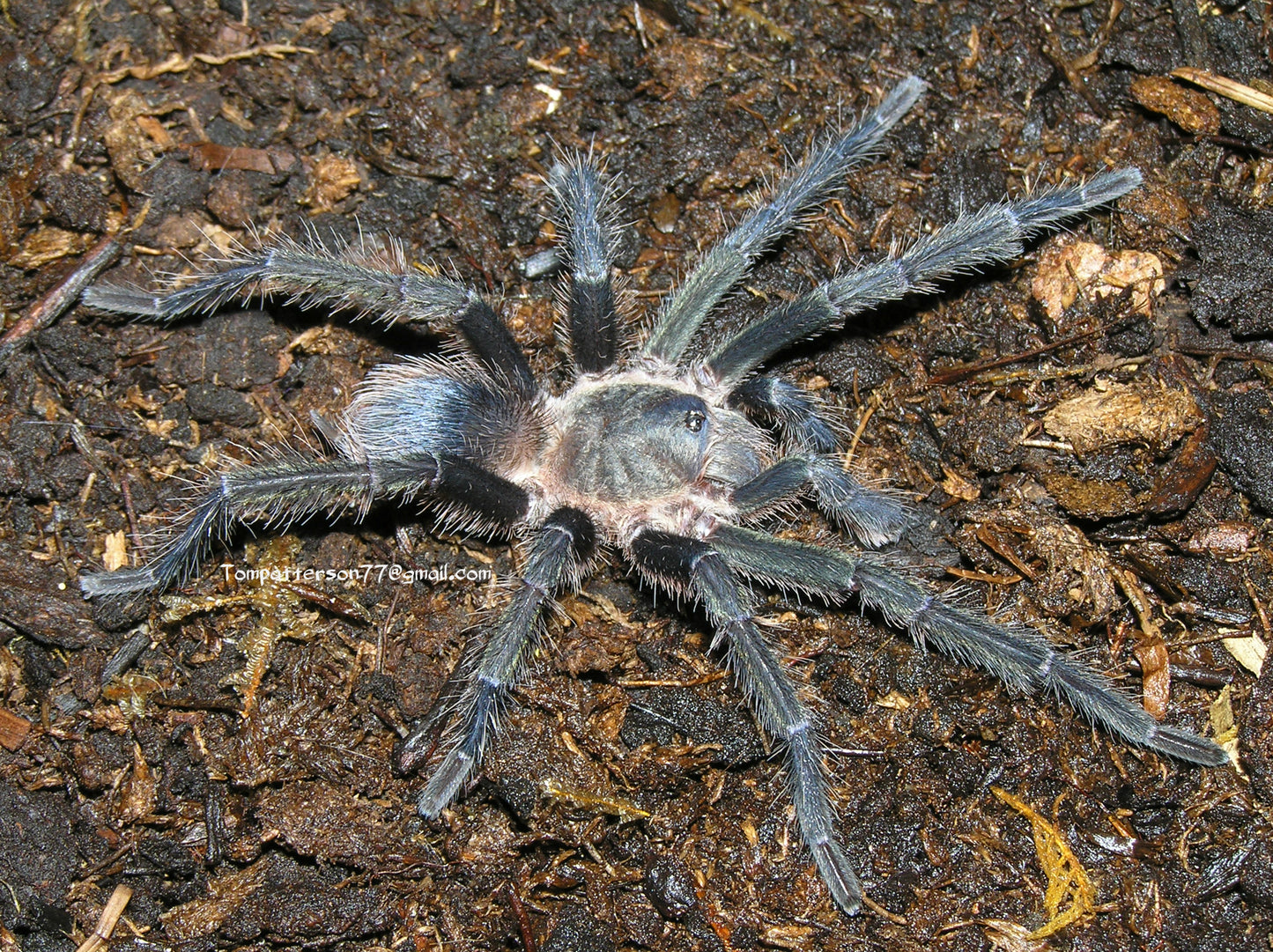 Spinosatibiapalpus sp. Blue 1/4”+