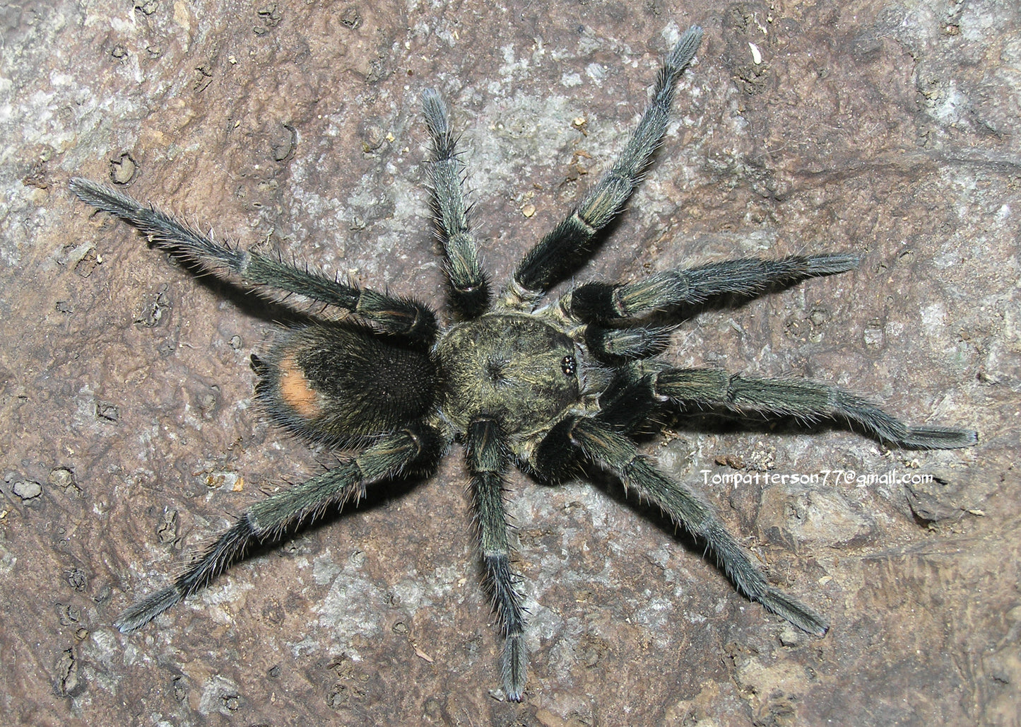 Thrixopelma pruriens 3/4”