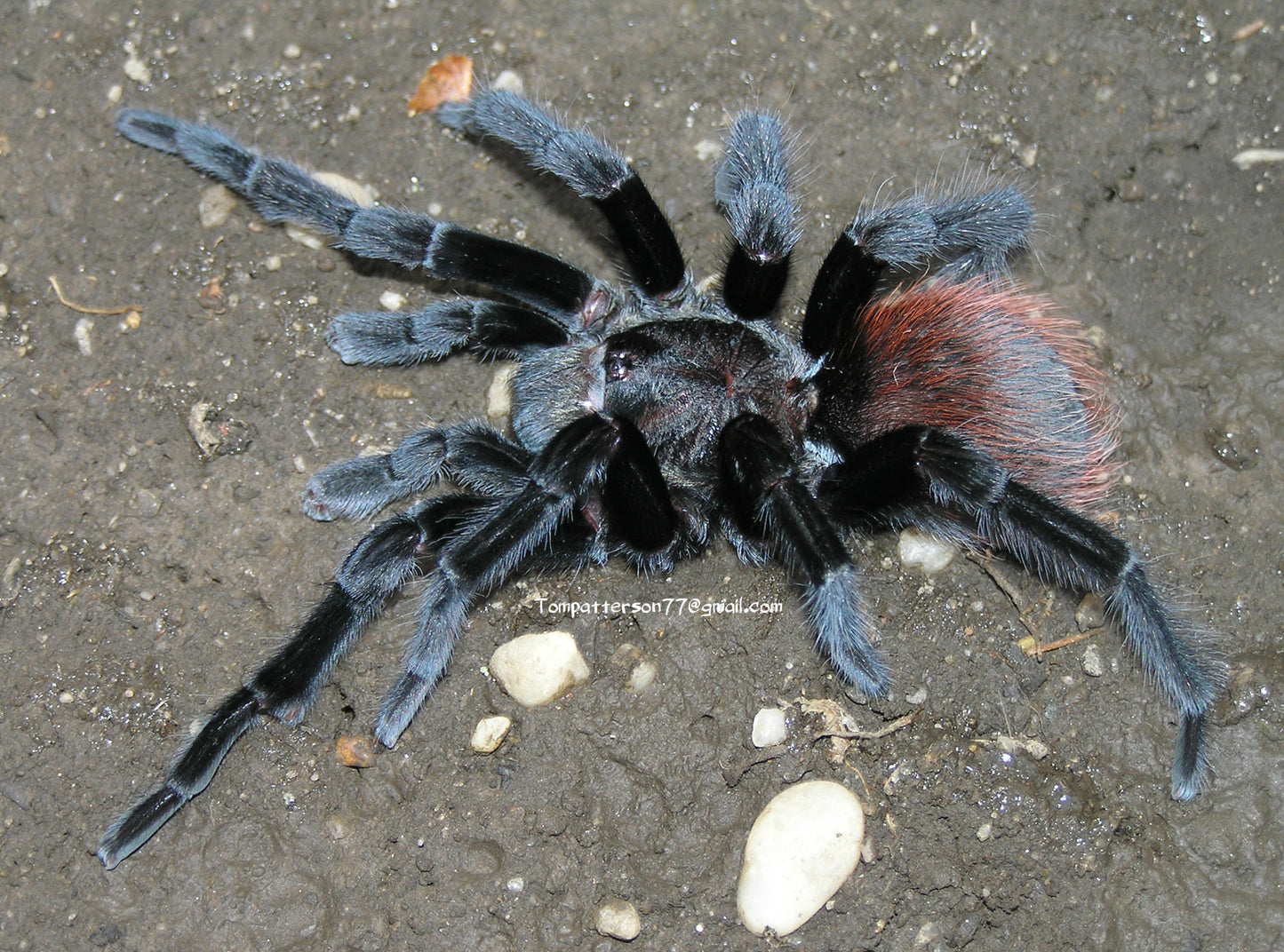 Tliltocatl vagans 1/2”