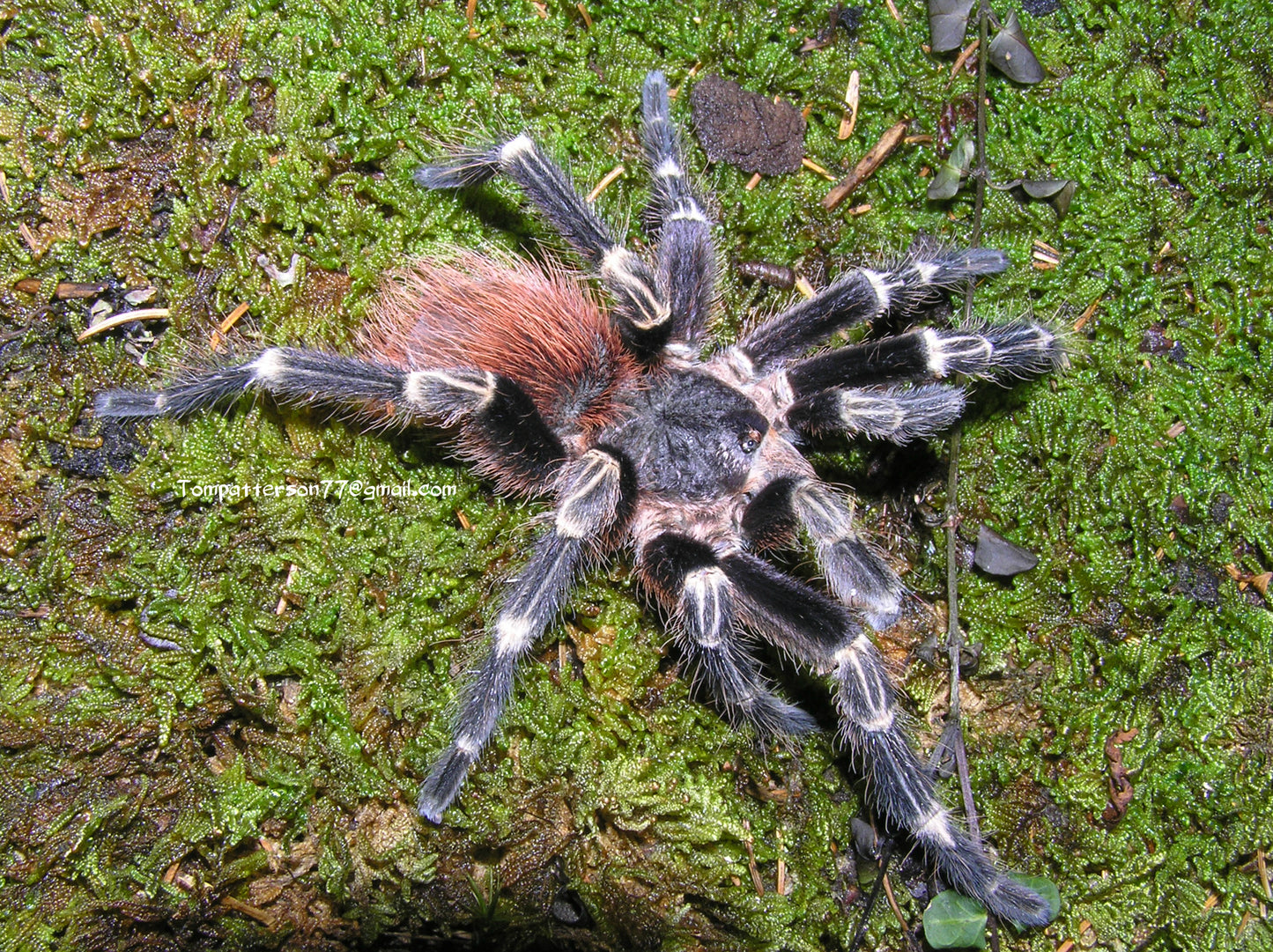 Vitalius chromatus group of 5