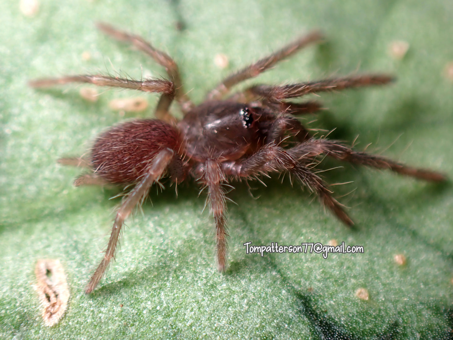 Orphnaecus sp. "Cebu" 1/4”