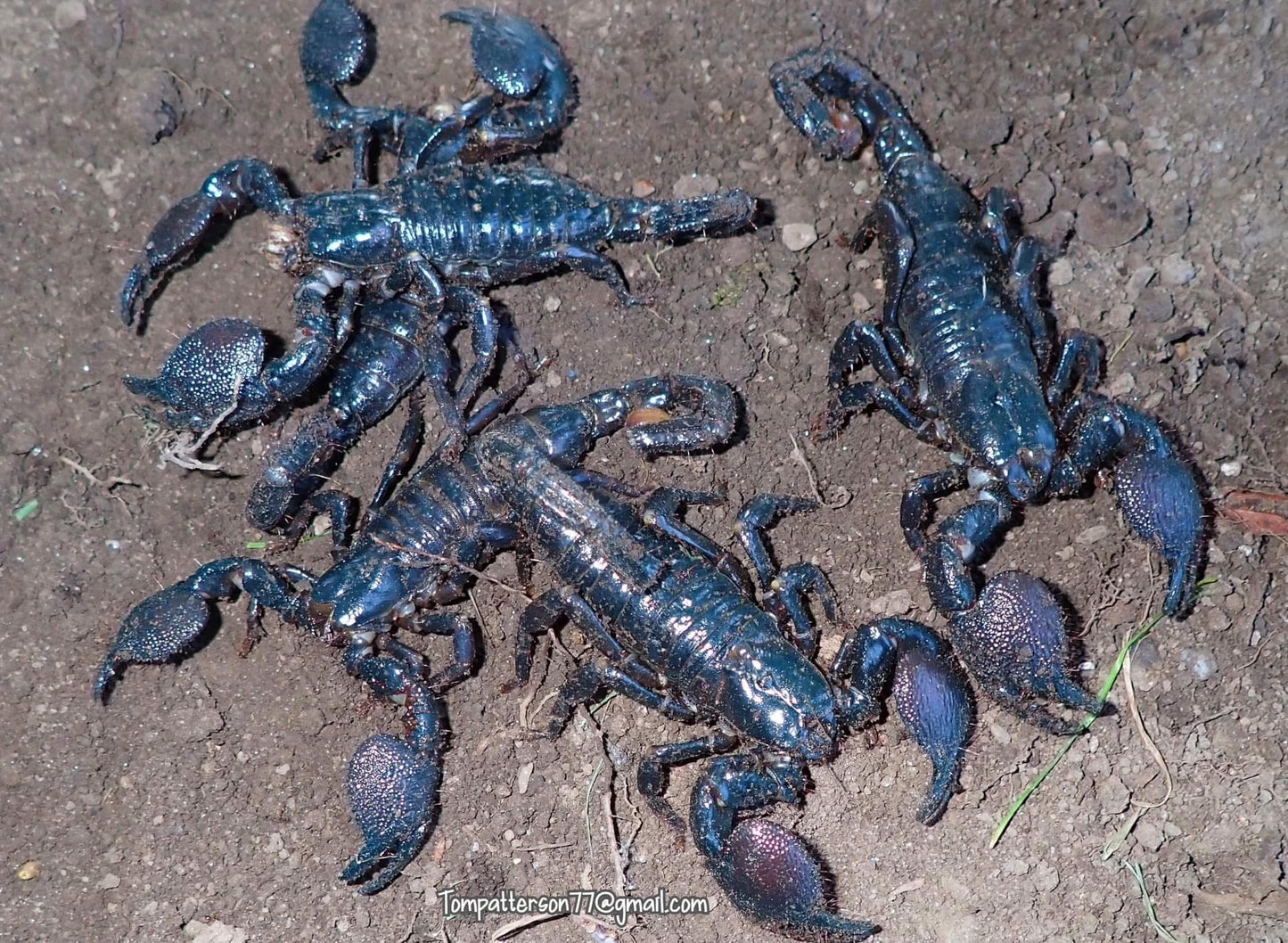 Pandinus imperator 4” - 6” subadults to adults