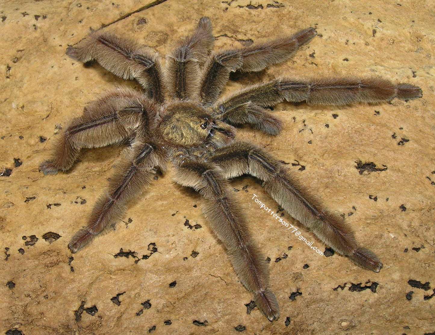 Psalmopoeus ecclesiasticus