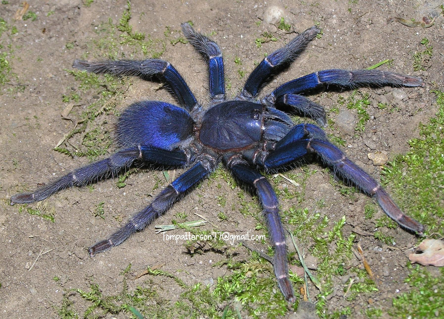 Psednocnemis brachyramosa