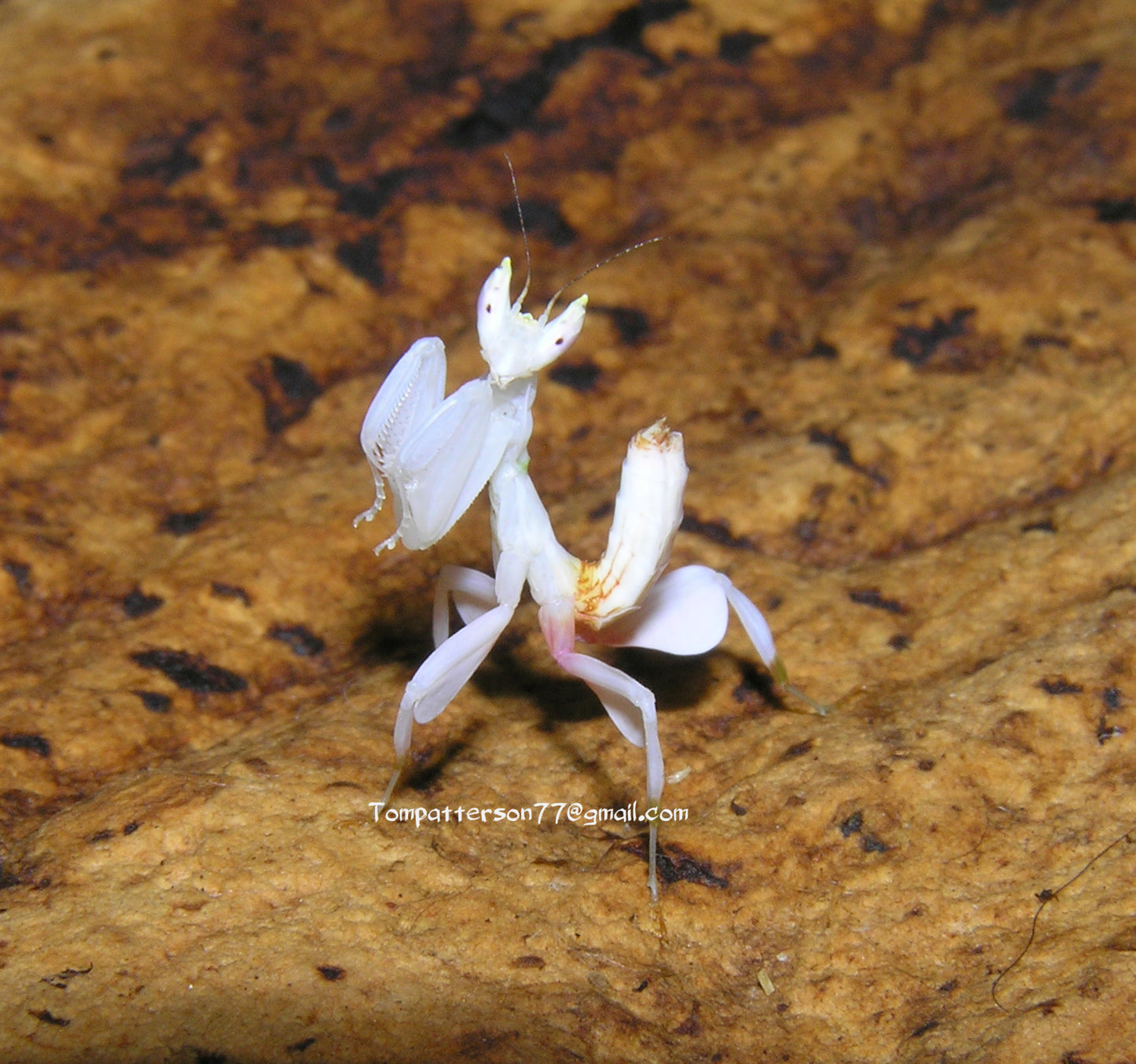 Hymenopus coronatus “Orchid mantis” 2nd - 3rd instar