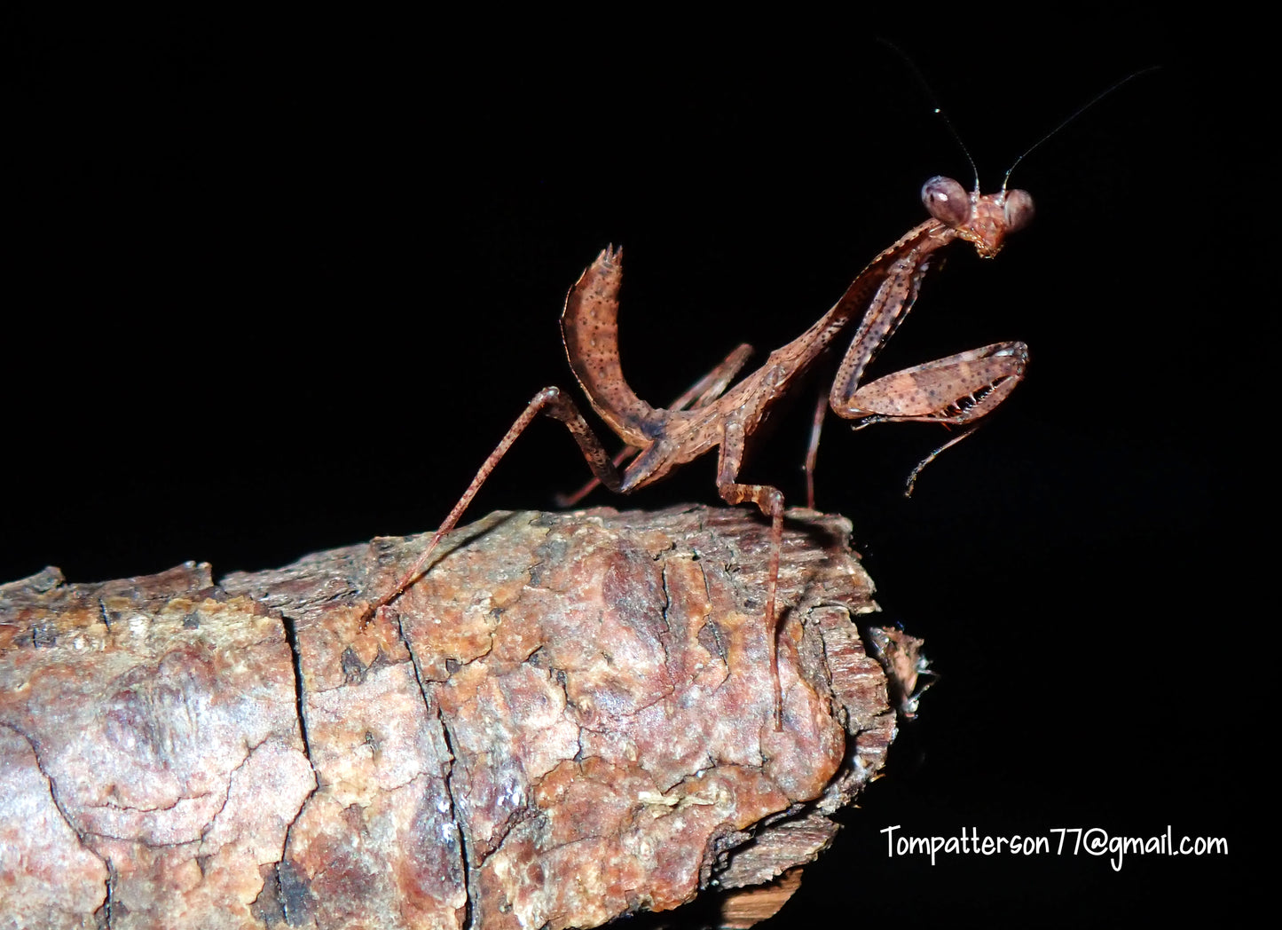 Deroplatys truncata “triangle shield dead leaf mantis” 2nd instar - 3rd instar