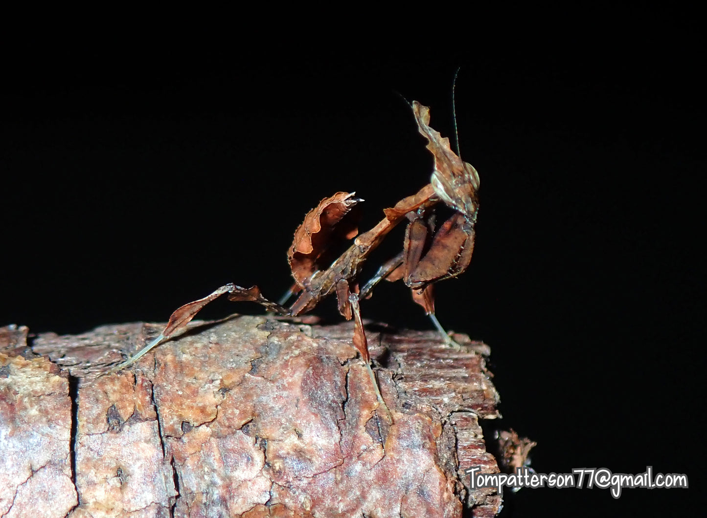 Phyllocrania paradoxa “Ghost mantis” juvie
