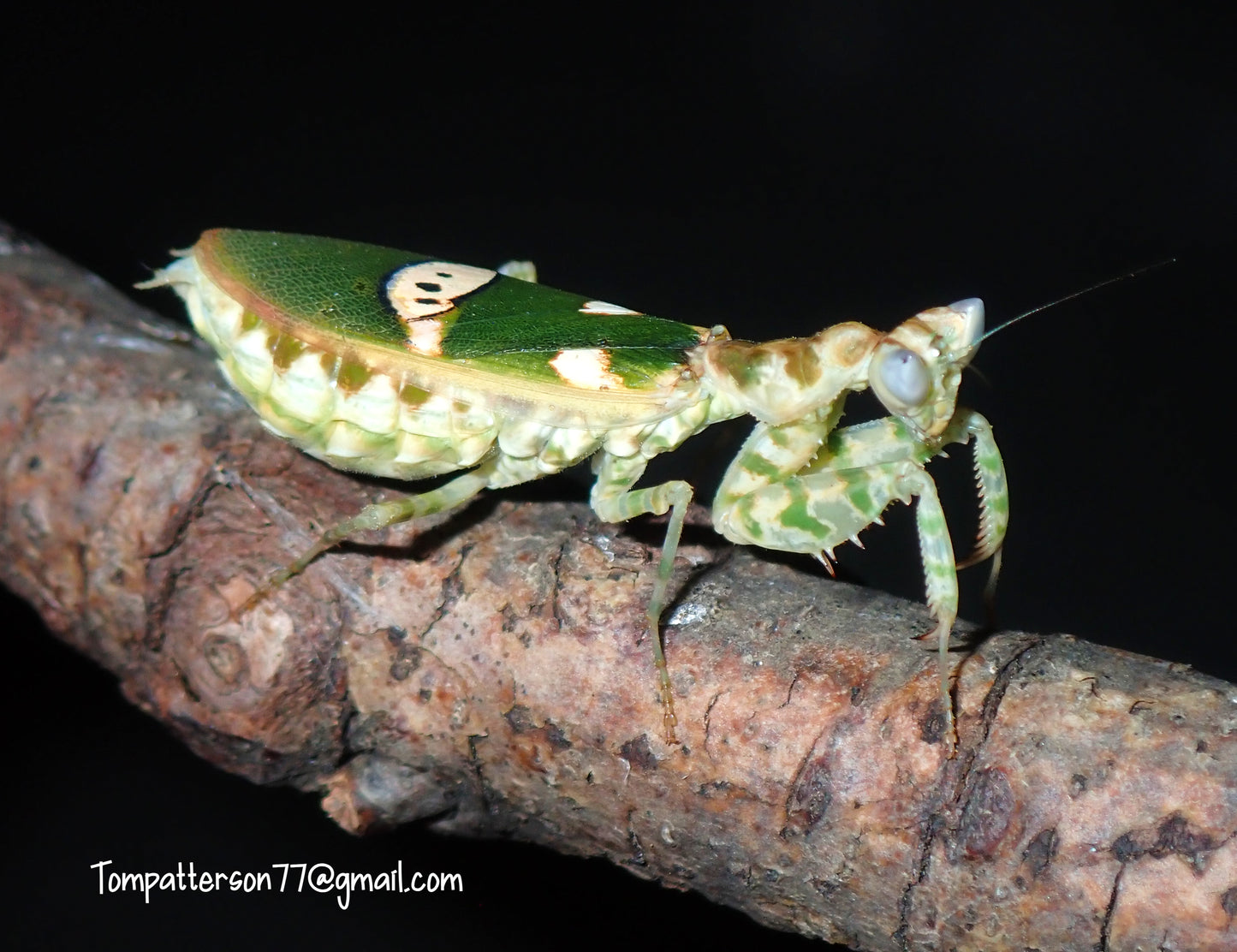 Creobroter gemmatus “Asian flower mantis” 2nd - 3rd instar