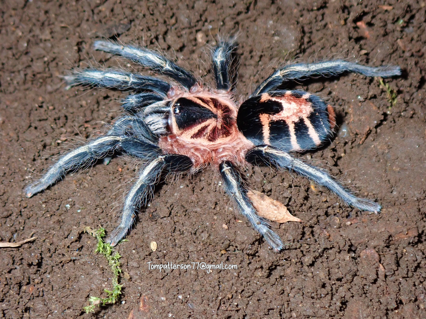 Cyriocosmus leetzi 1/4”