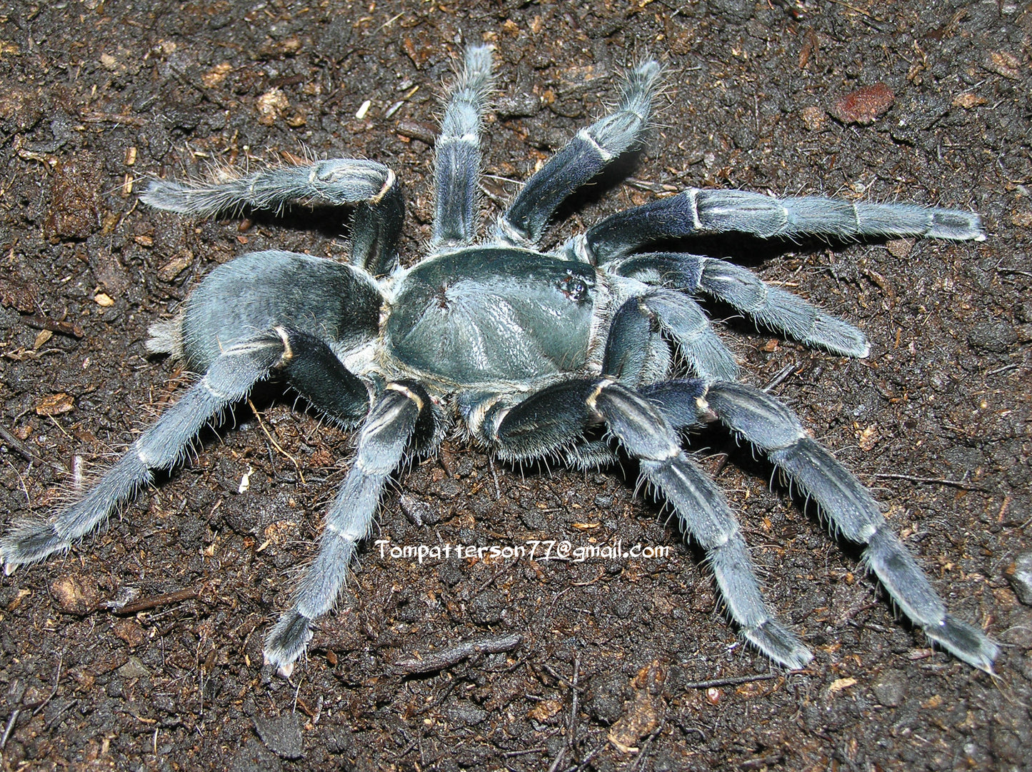 Melopoeus minax “big black” 1”