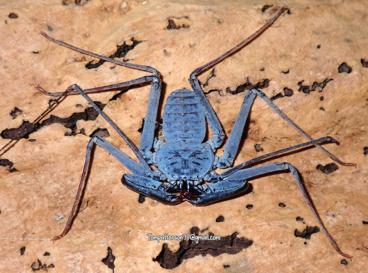 Weygoldtia hainanensis
