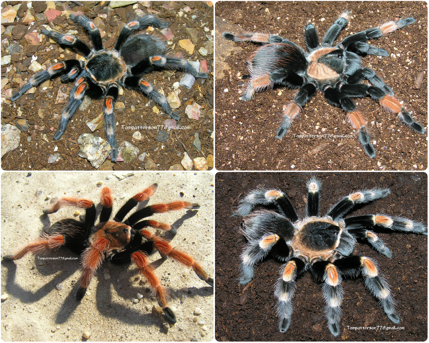 Brachypelma starter collection