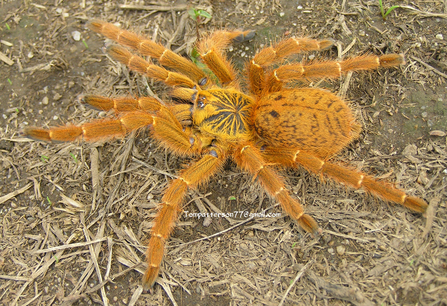 Pterinochilus murinus (OBT) 1/2”